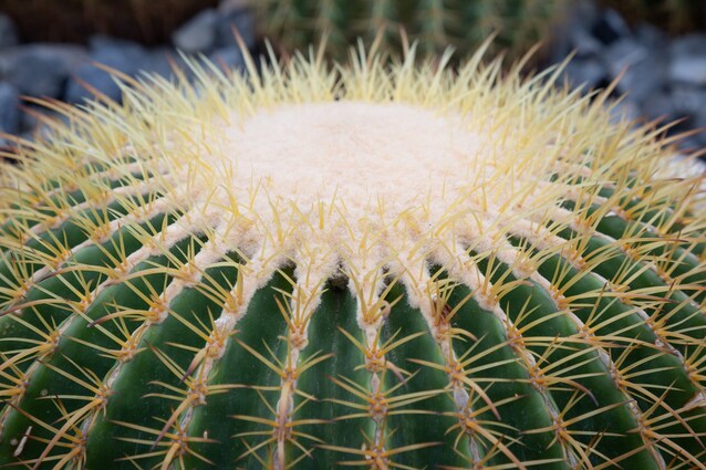 ferocactus