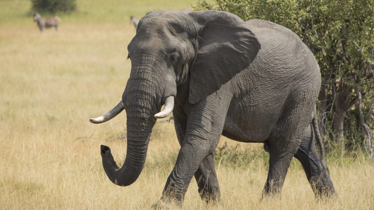elefante estinzione
