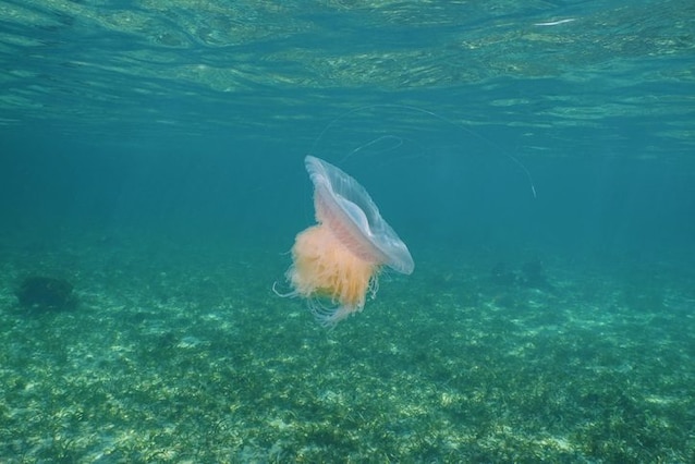 drymonema