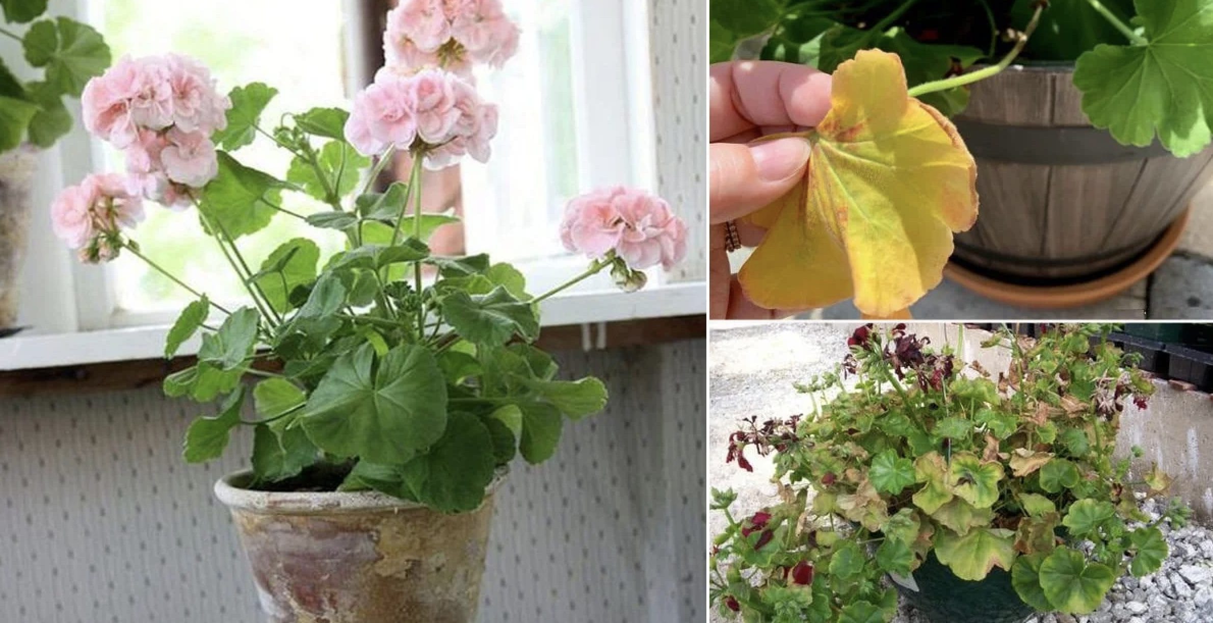 Foglie secche e marroni quali sono le cause Ohga!