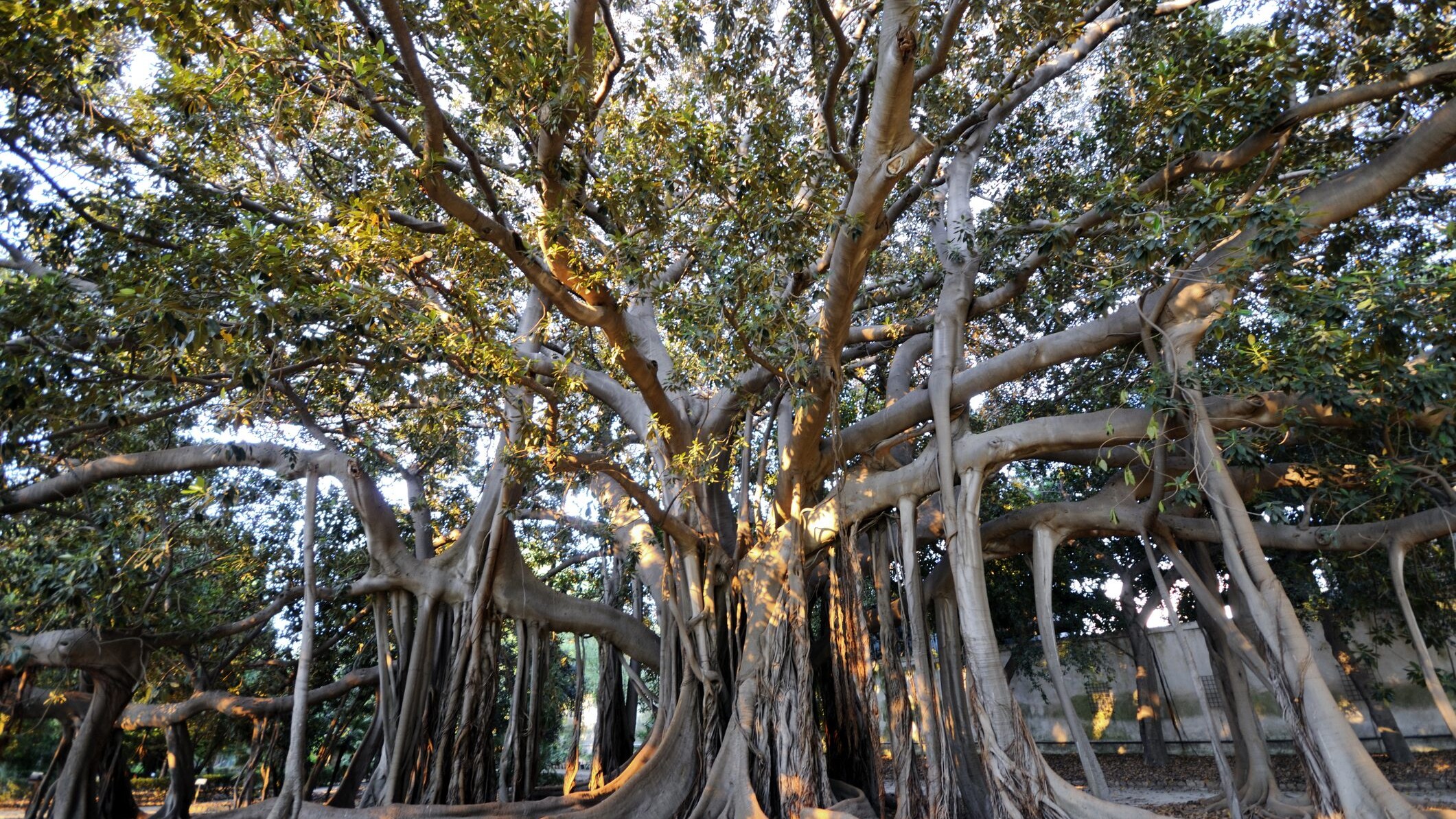 ficus magnolioide albero dell'anno 2022