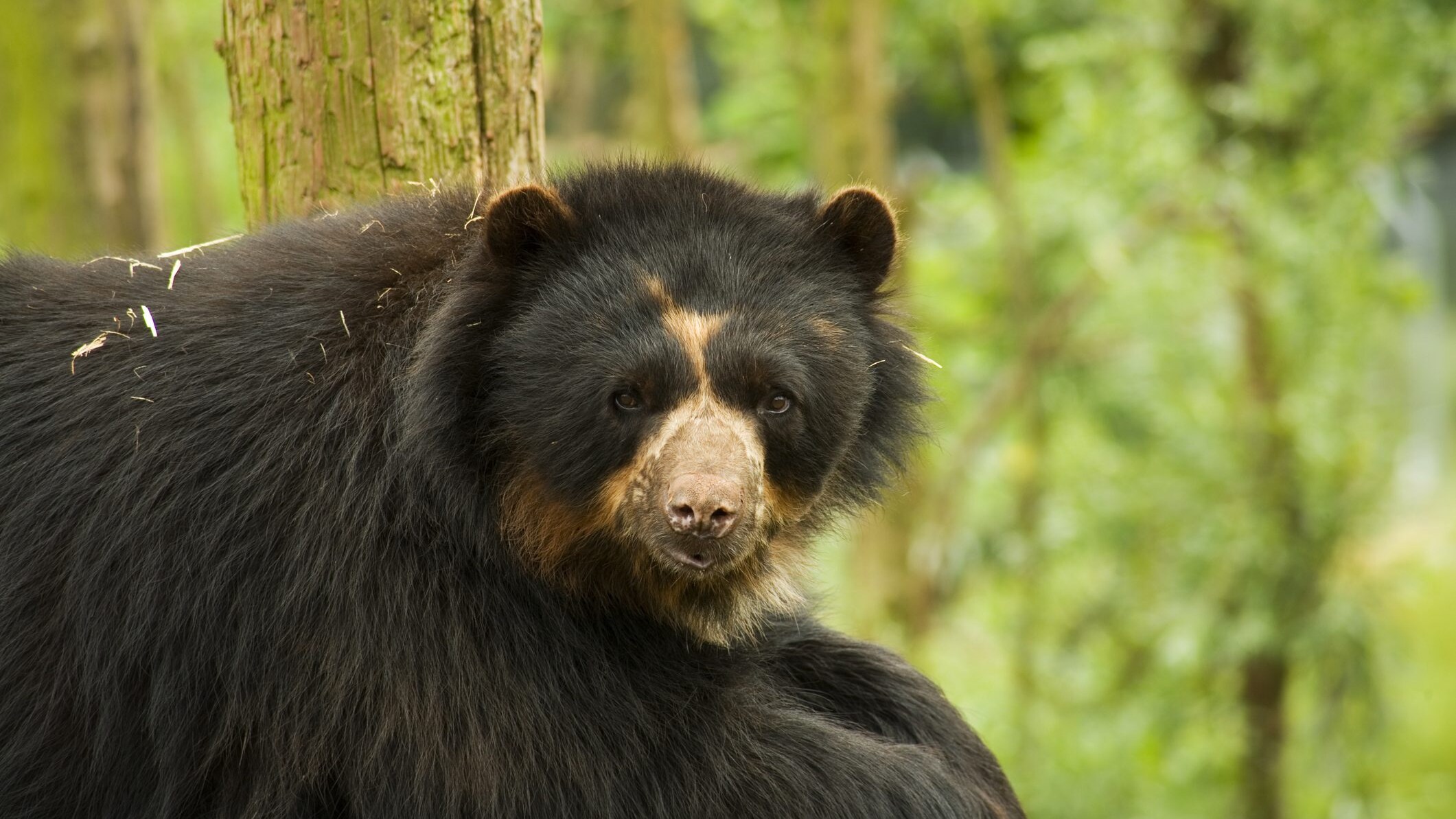 orso andino