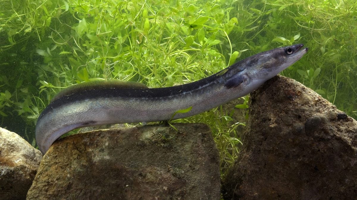 anguilla europea