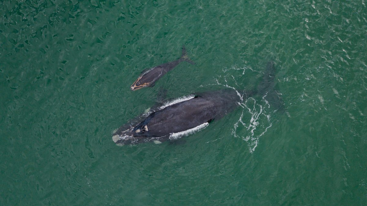 Balena franca con il suo vitello