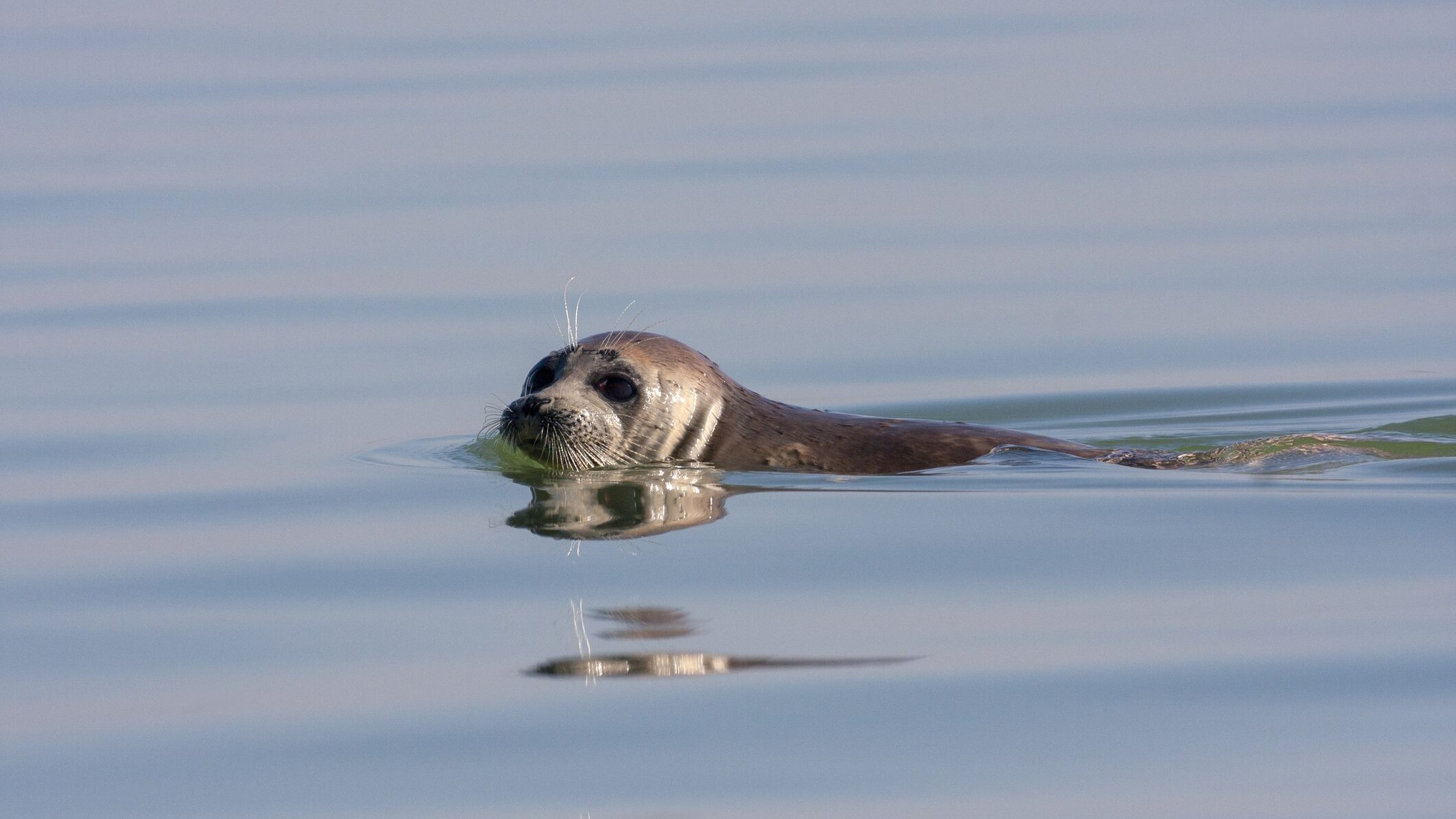 foca del caspio