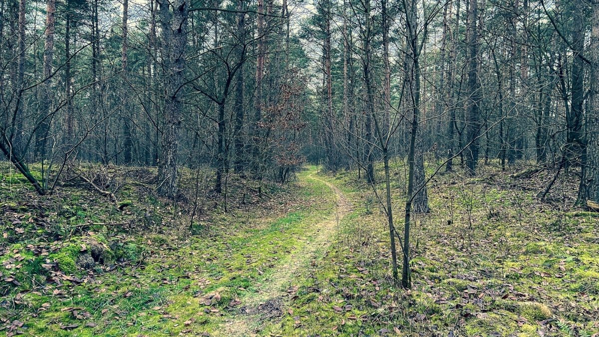 Foresta latifoglie
