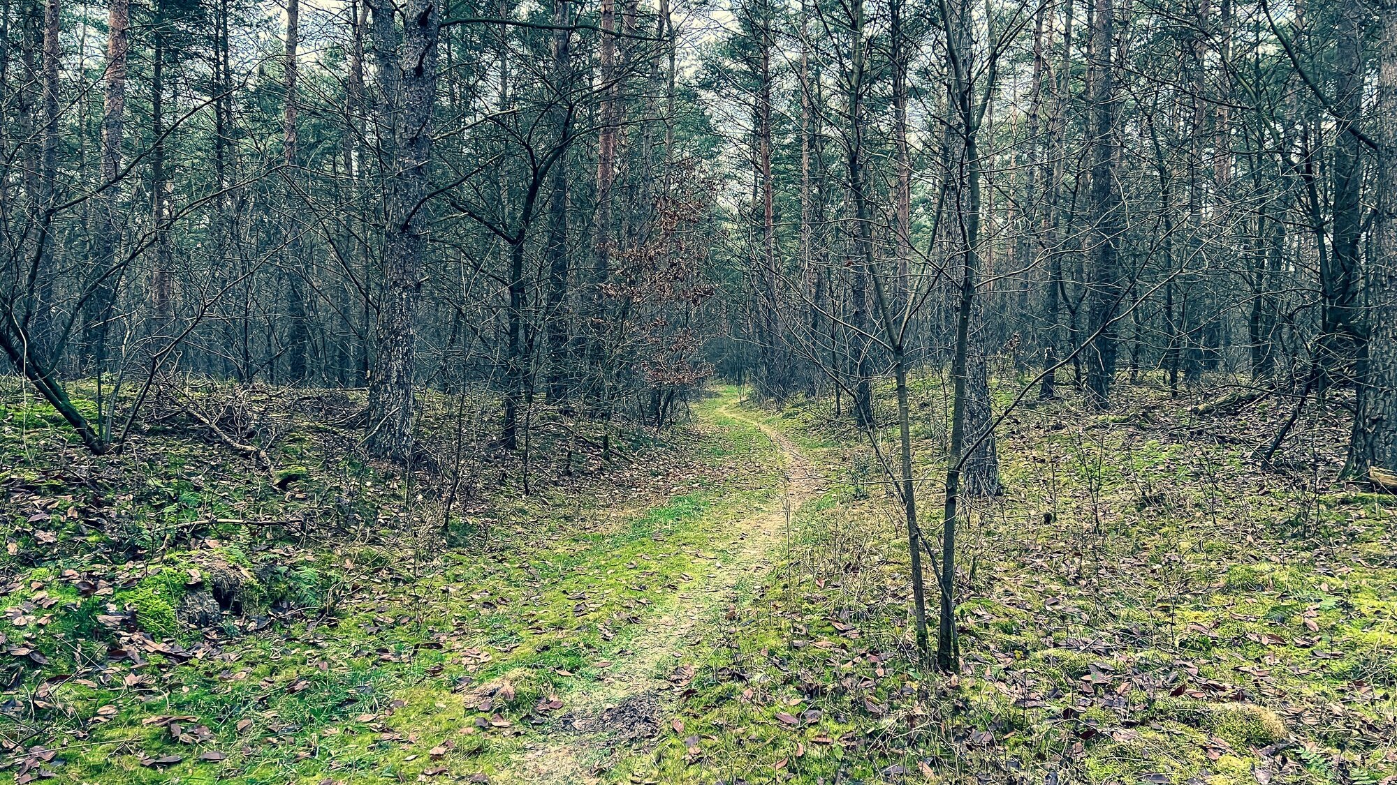 Foresta latifoglie