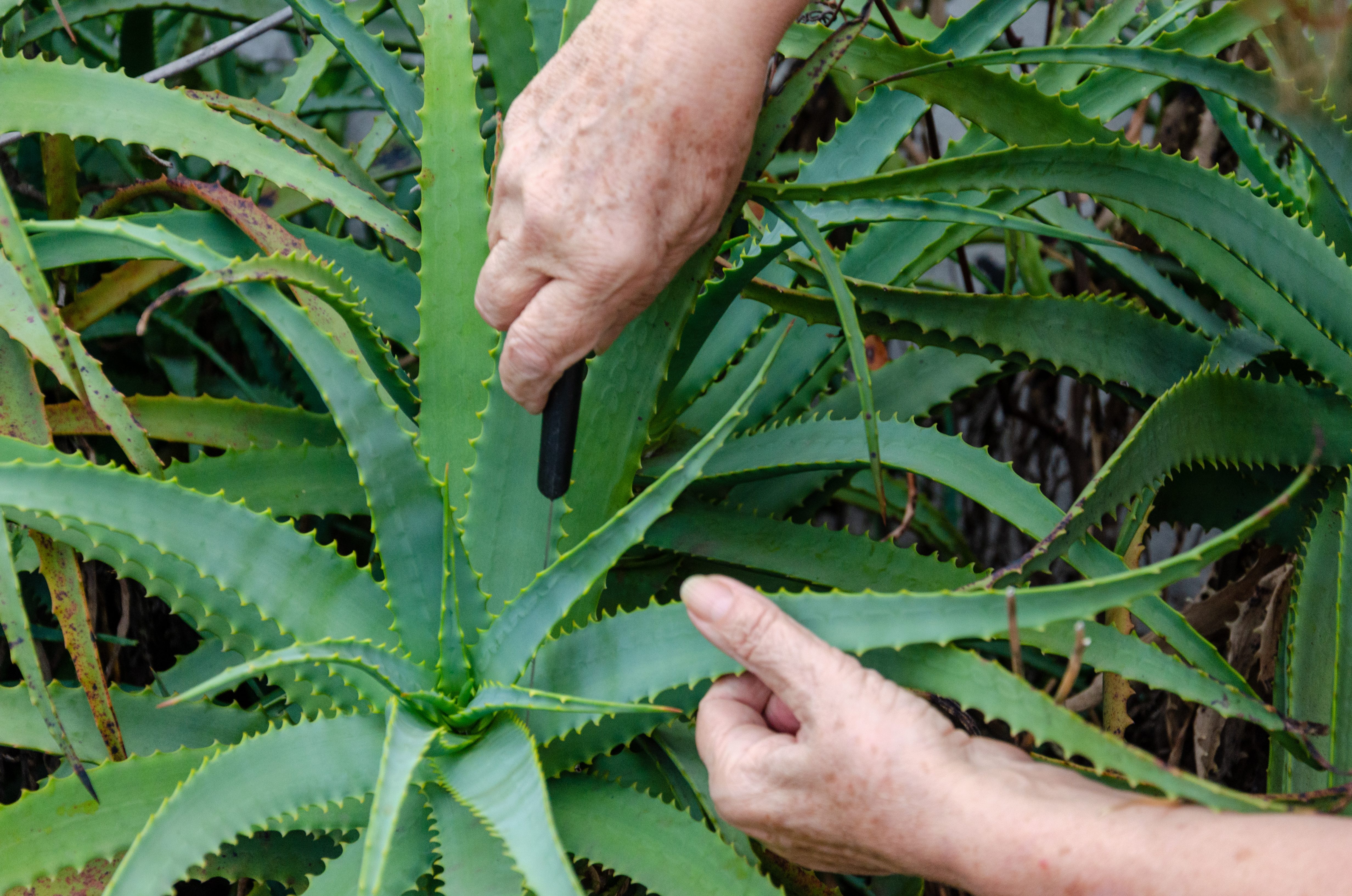 Come prendersi cura dellaloe vera in inverno: le 7 cose da sapere: