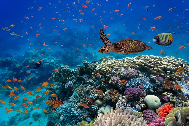 biodiversità-oceano-natura-ambiente-mare-pesci