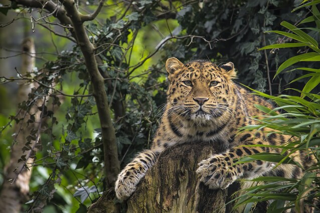Leopardo dell'Amur