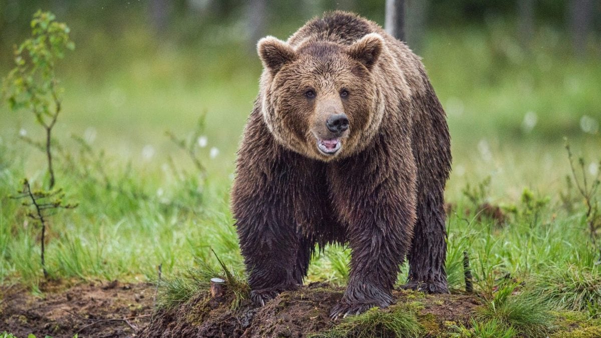 Orso bruno