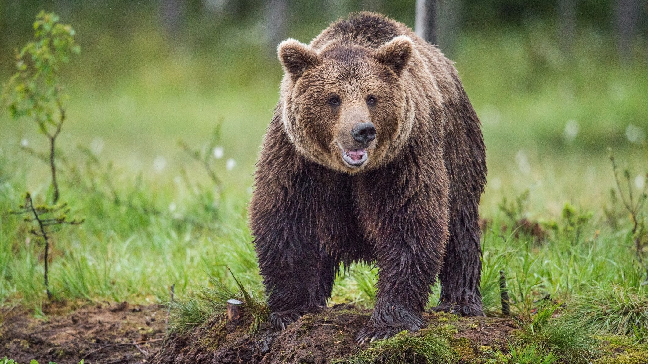Orso bruno