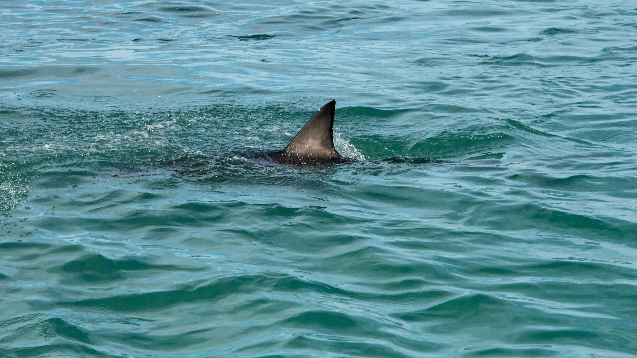 pinna di squalo
