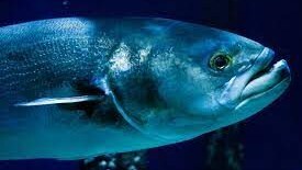 totoaba-messico-cina-mafia-traffico-cocaina-del-mare