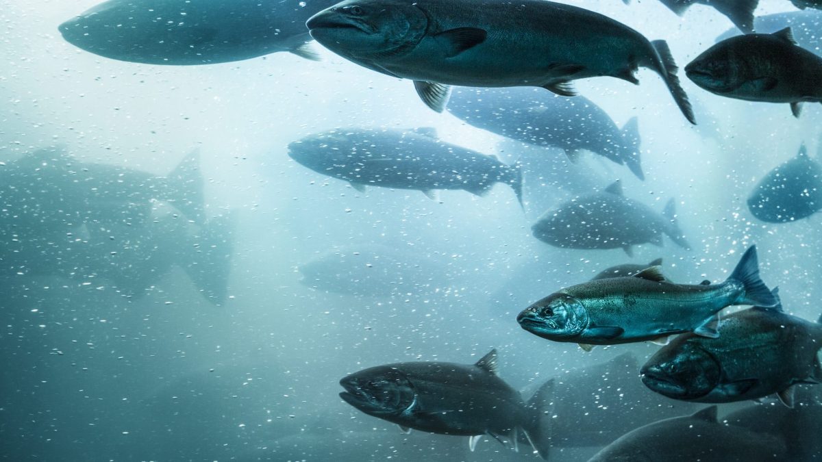 allevamenti salmoni