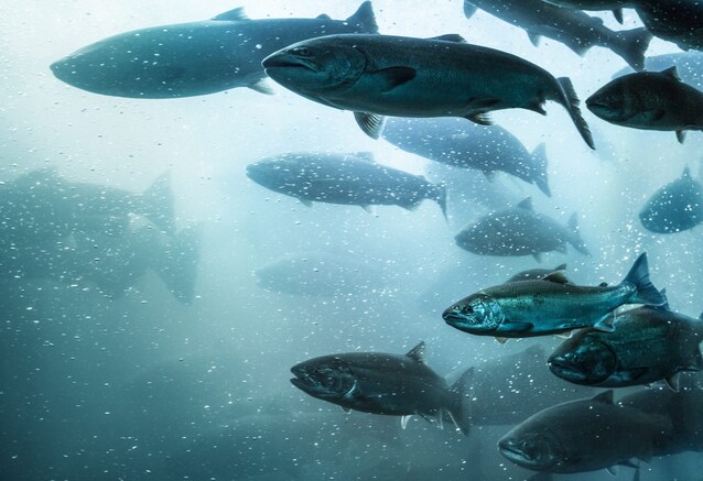 allevamenti salmoni