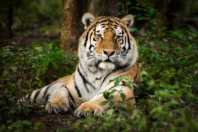notizie-positive-ambiente-buone-notizie-green-terra-news-ecologia-cambiamento-climatico-tigri-himalaya-riforestazione