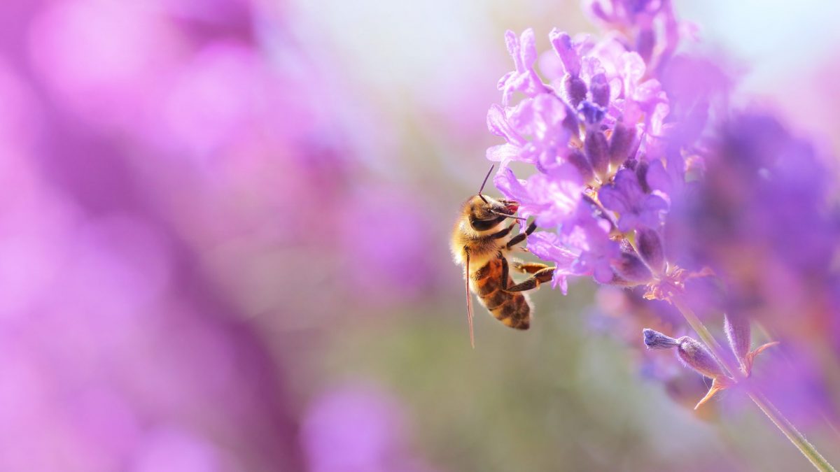 impollinazione