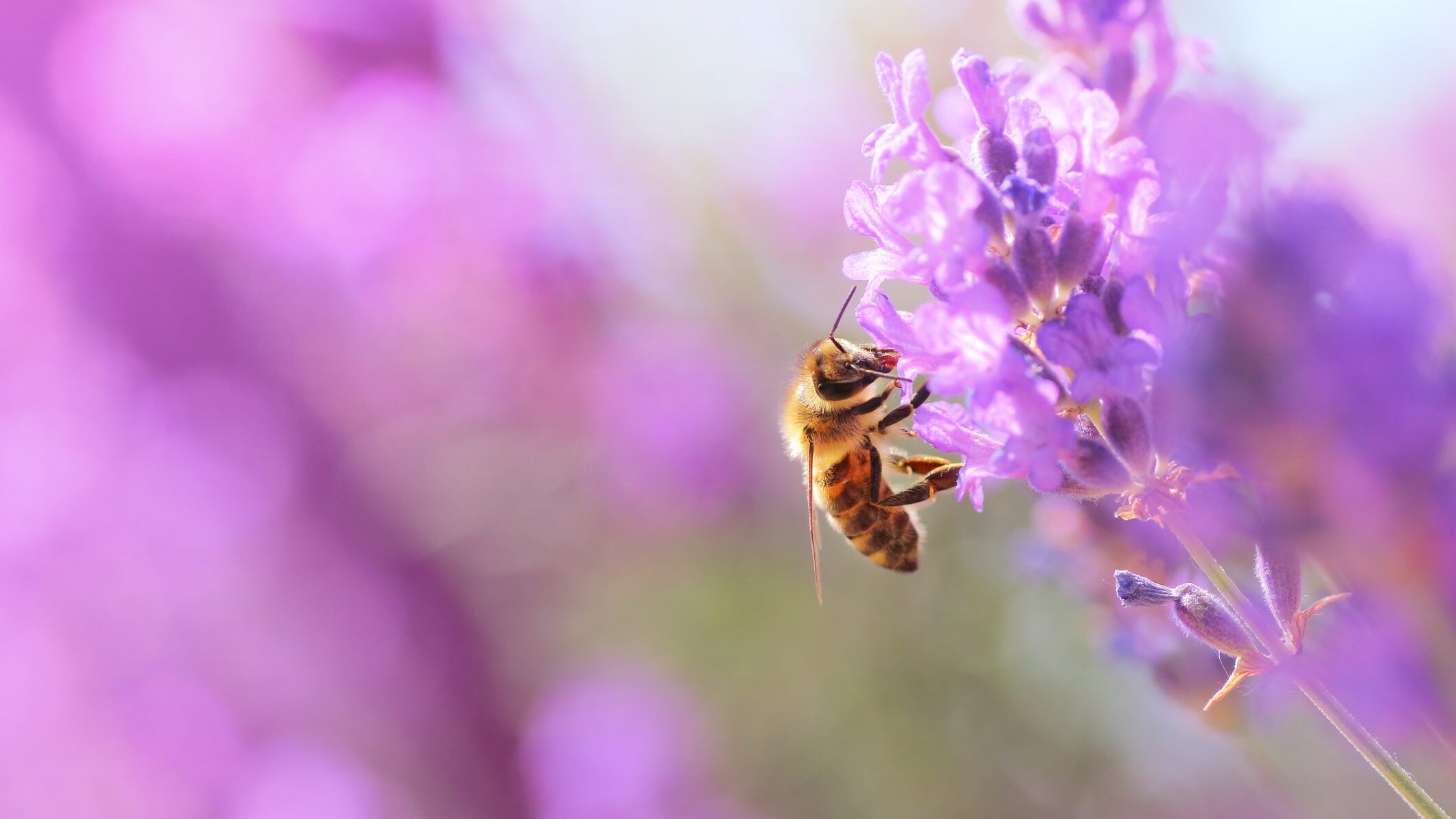 impollinazione