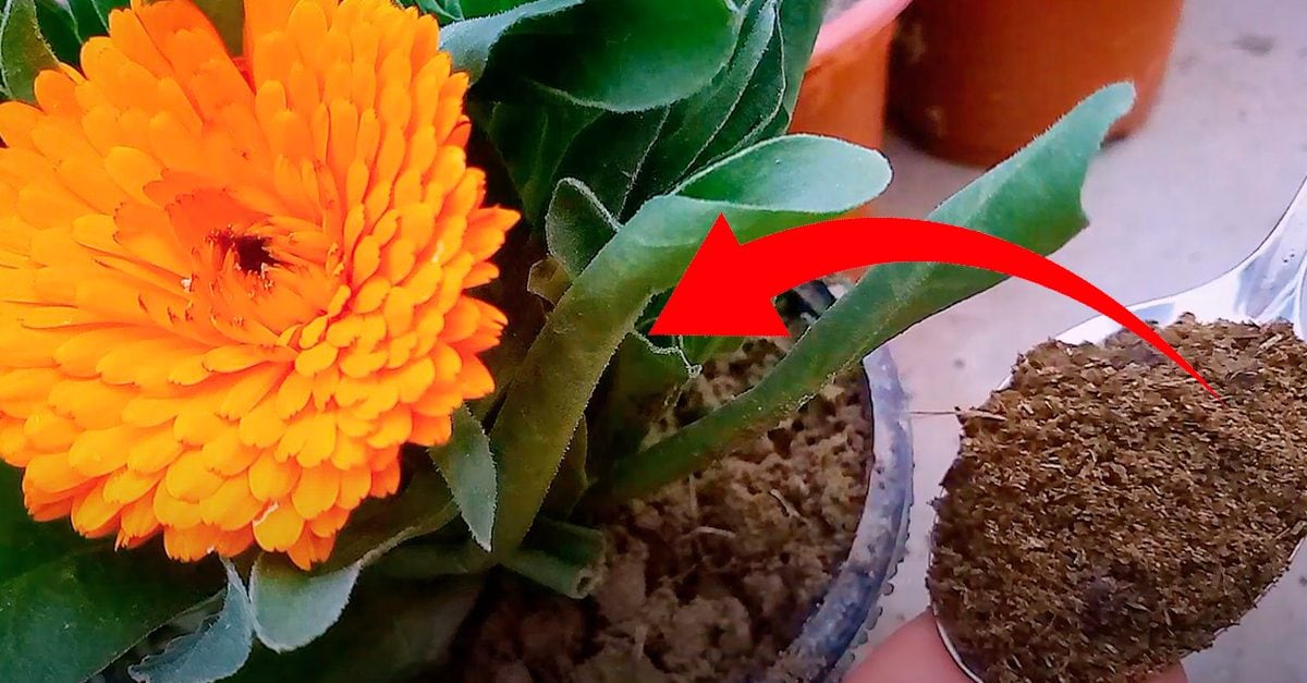 Semi Di Calendula Nana Arancione – Pianta Fiorifera Ideale Per Bordure E Vasi