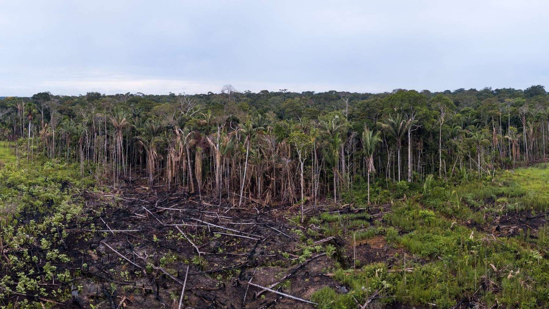 deforestazione Amazzonia