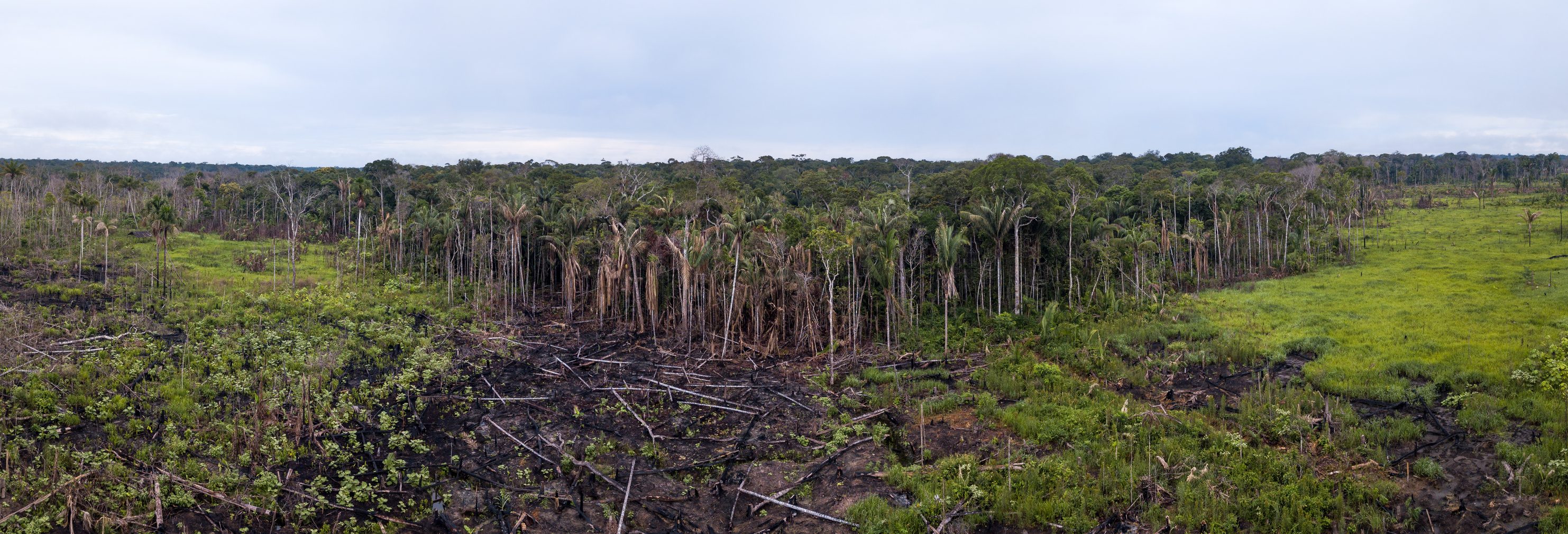 deforestazione Amazzonia