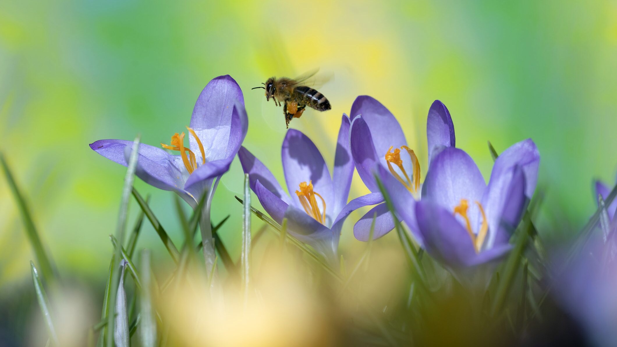 declino degli impollinatori