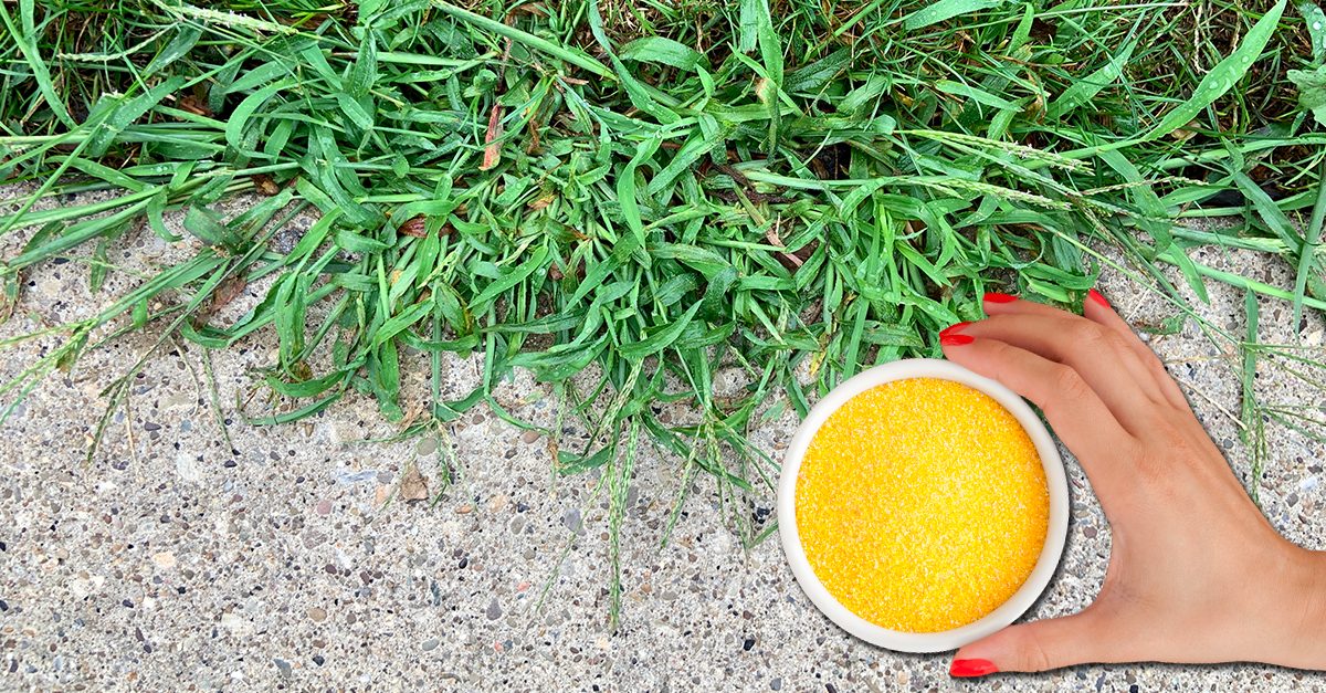 Come eliminare le erbacce con ingredienti naturali Ohga!