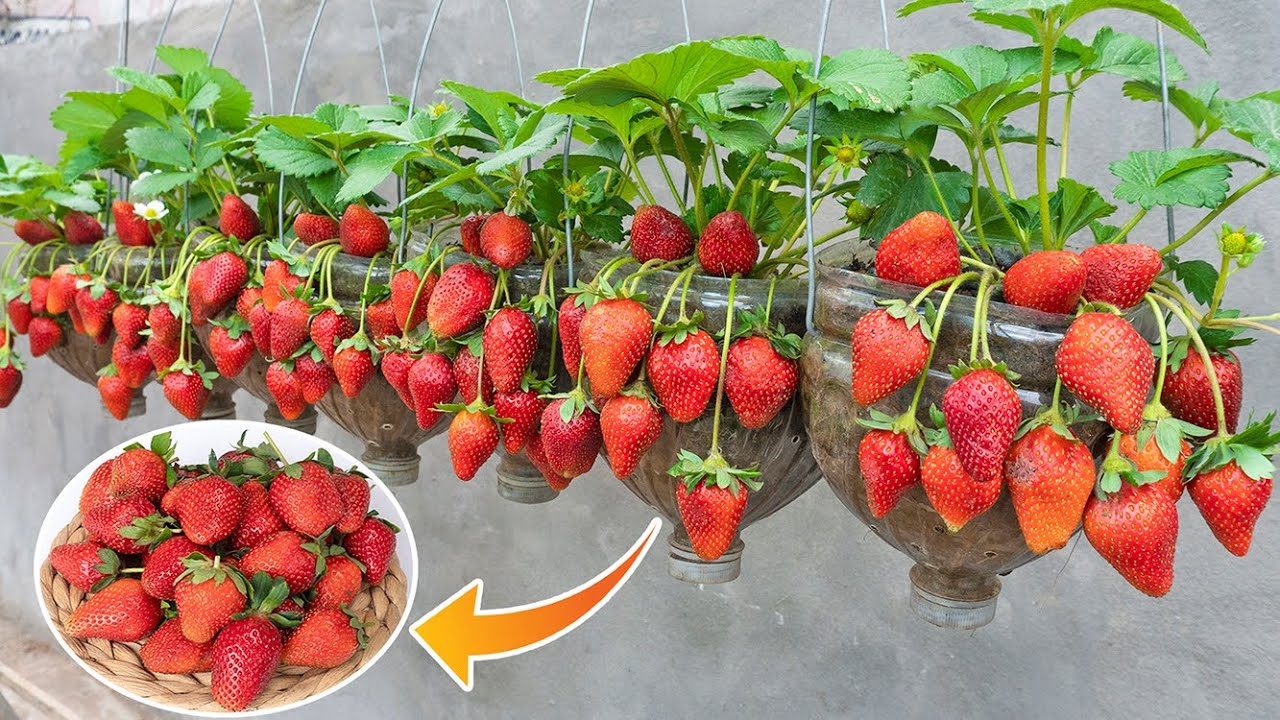 10 supporti per fragole, protezione per fragole