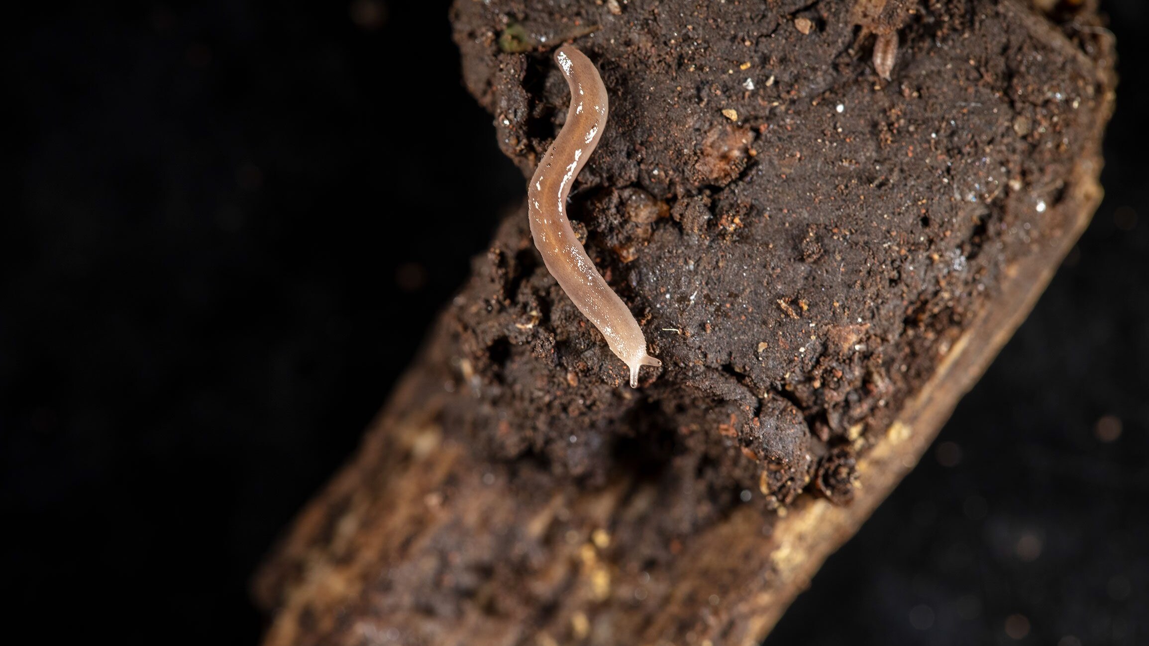 Barkeriella museensis