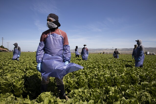colture-coperte-pac-2023-2027-europa-piano-agricoltura-comune-europeo