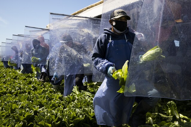 colture-coperte-pac-2023-2027-europa-piano-agricoltura-comune-europeo