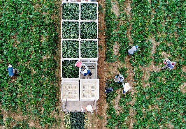 colture-coperte-pac-2023-2027-europa-piano-agricoltura-comune-europeo