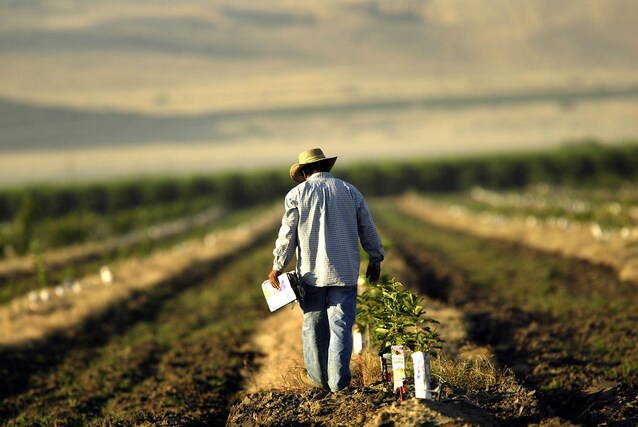 colture-coperte-pac-2023-2027-europa-piano-agrcoltura-comune-europeo