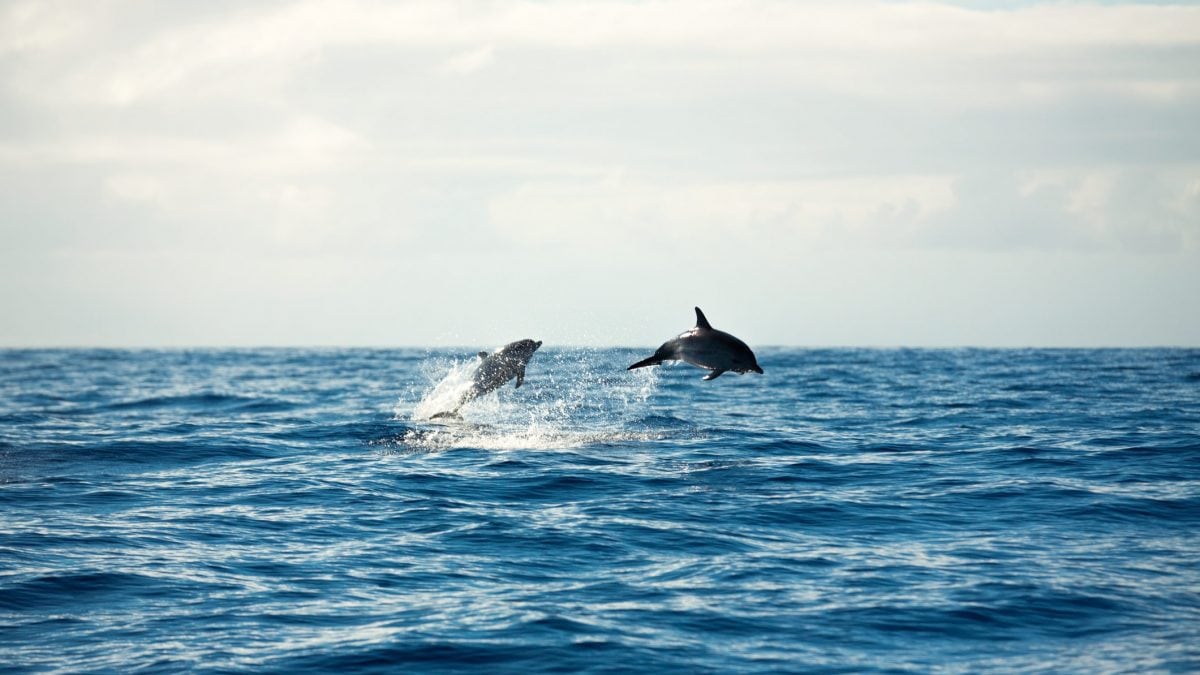 delfini