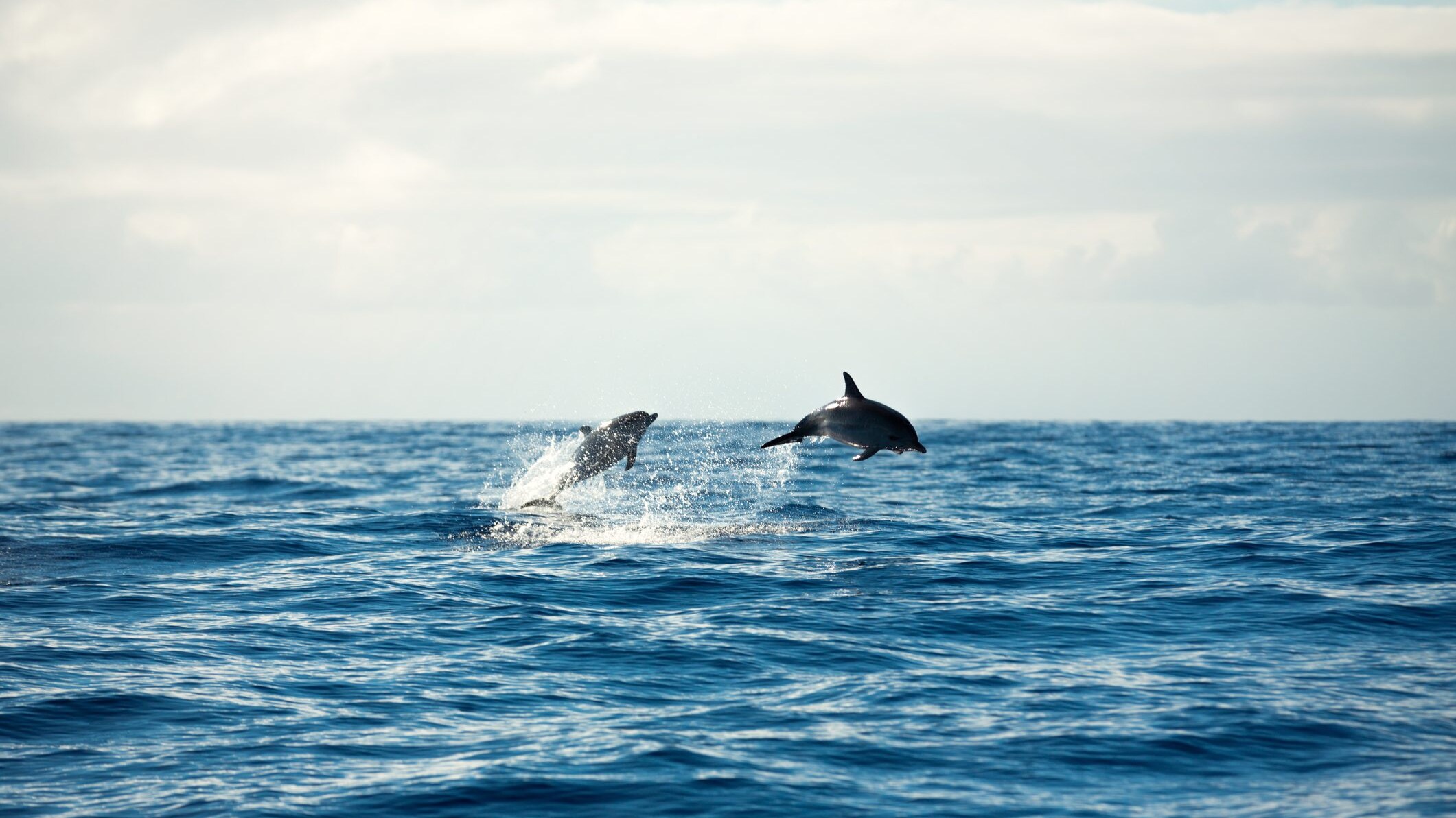 delfini