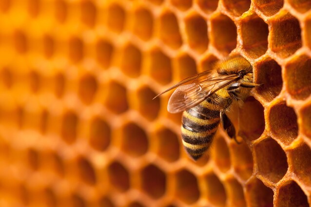 greenhope-buone-notizie-ambiente-natura-sostenibilità-rassegna-stampa-api-robotica-alveare-