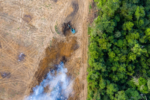 giornata-internazionatel-foreste-cambiamento-climatico-deforestazione-ambiente-alberi-piante-verde