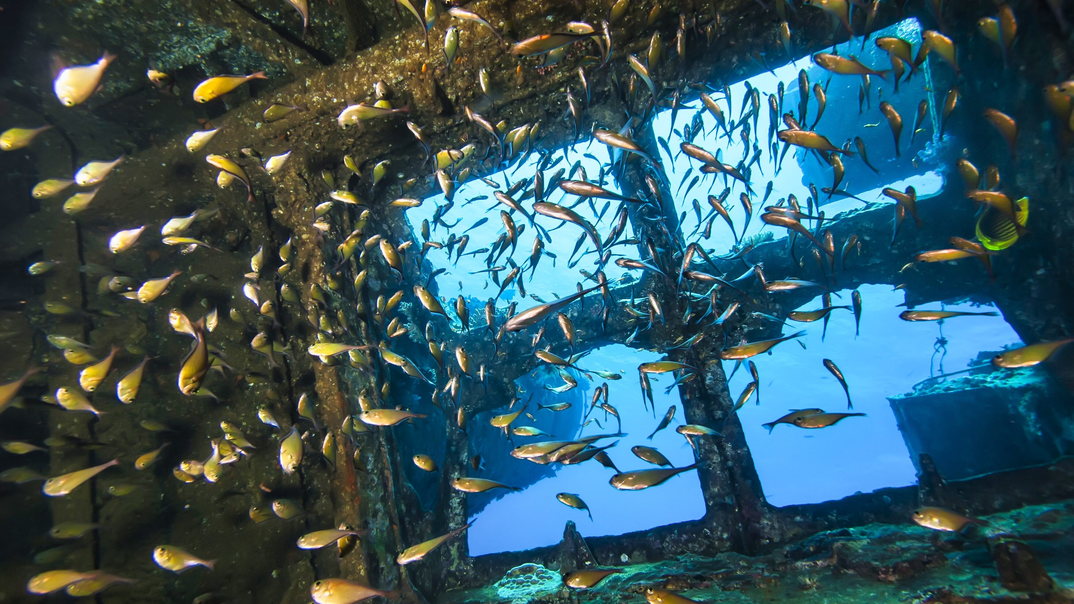 trattato-salva-oceani-onu-greenpeace-biodiversità-ecosistema-marino