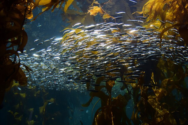 trattato-salva-oceani-onu-greenpeace-biodiversità-ecosistema-marino