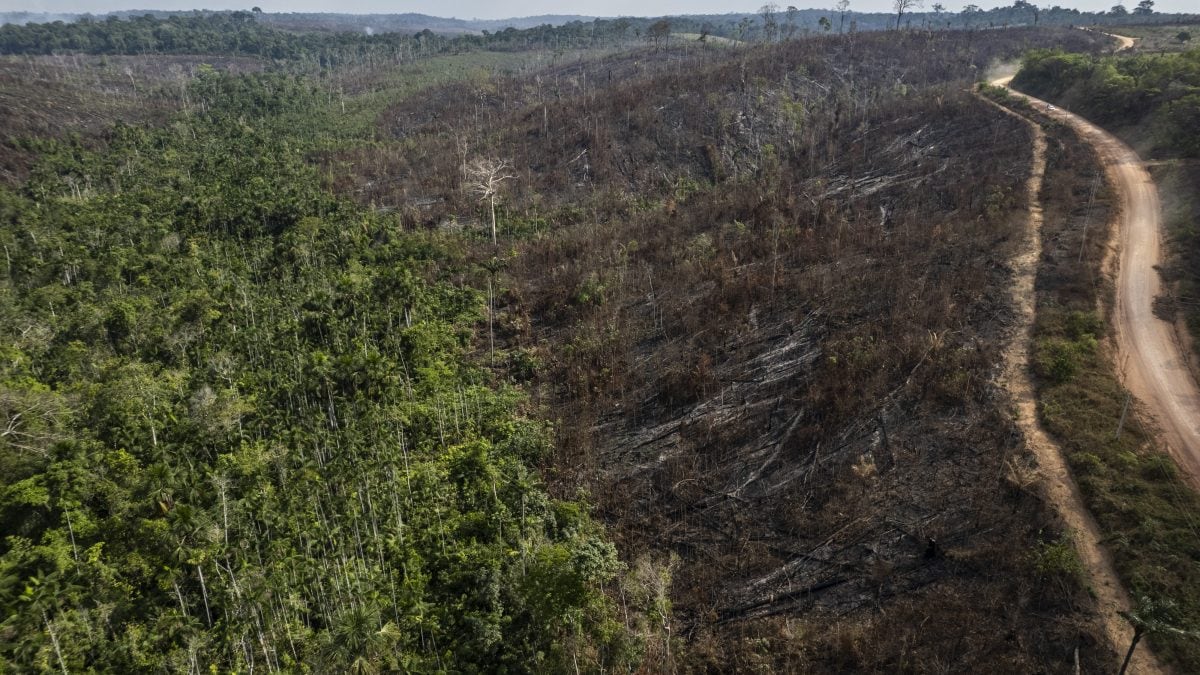 deforestazione-compensazione-emissioni-CO2-crediti-carbonio-crea