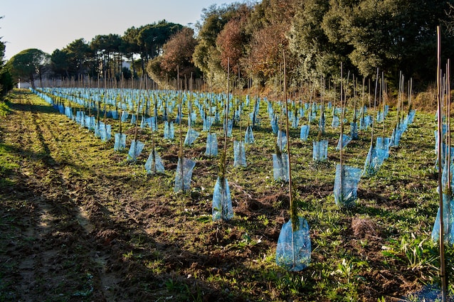 giornata-internazionatel-foreste-cambiamento-climatico-deforestazione-ambiente-alberi-piante-verde