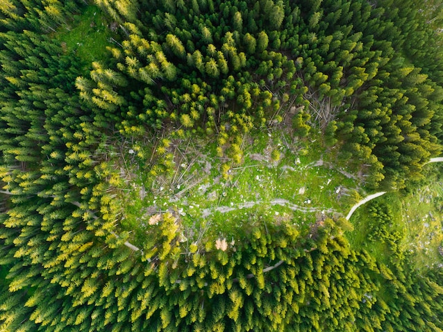 giornata-internazionatel-foreste-cambiamento-climatico-deforestazione-ambiente-alberi-piante-verde