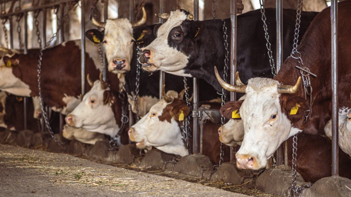 riscaldamento globale