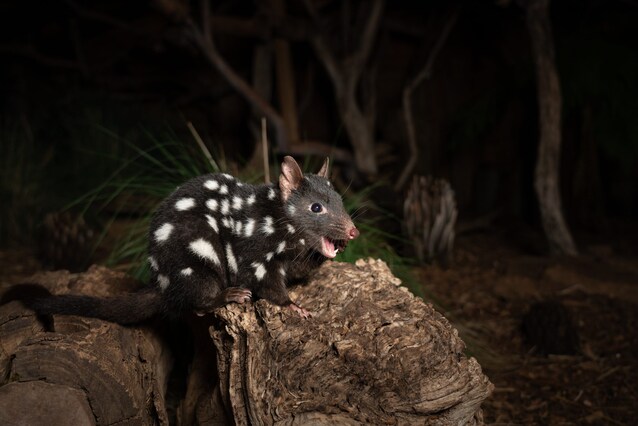 greenhope-buone-notizie-ambiente-natura-sostenibilità-rassegna-stampa-australia-animali-specie-rischio-estinzione