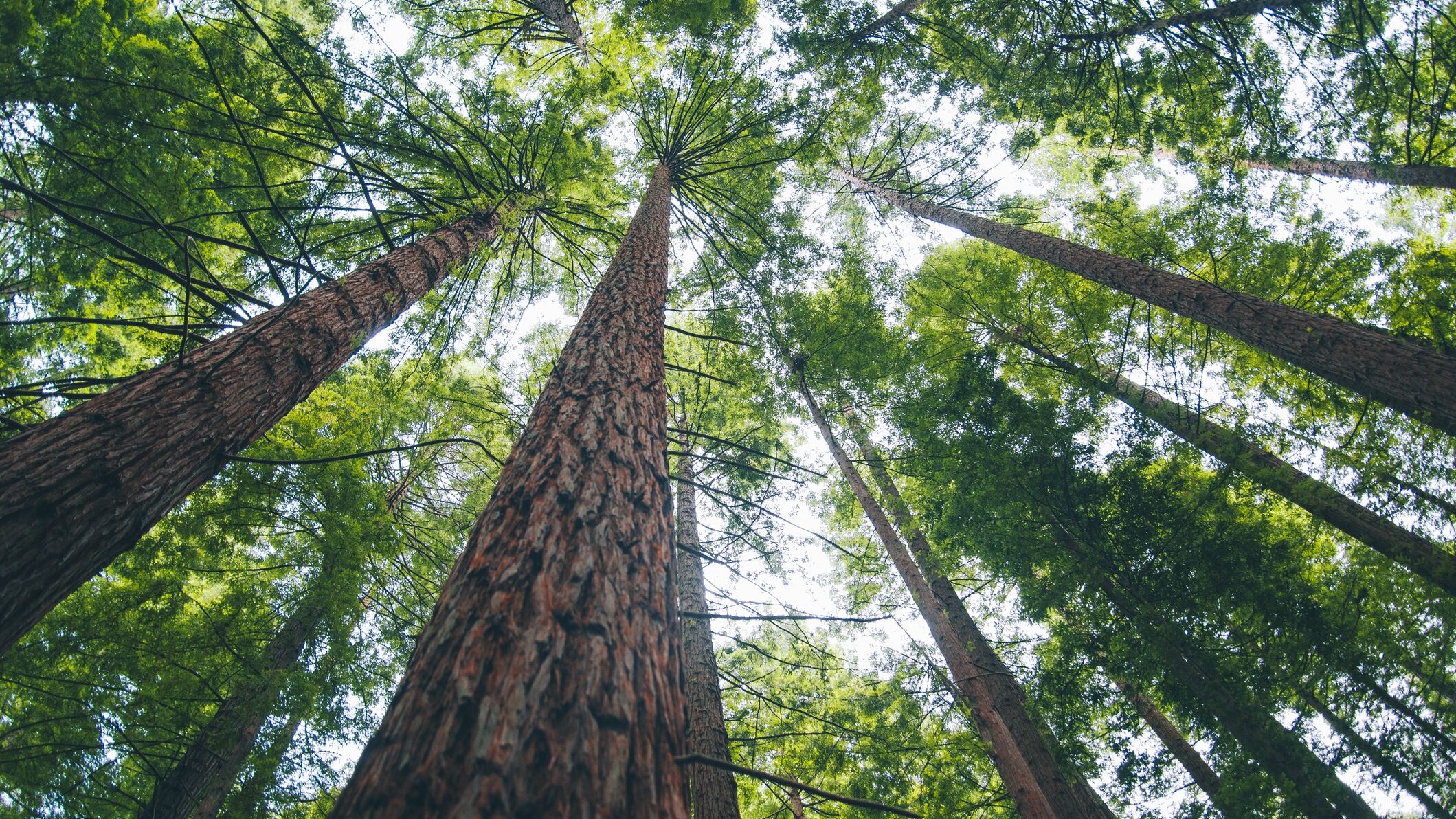 alberi-riscaldamento