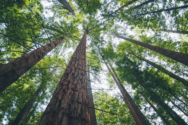 alberi-riscaldamento