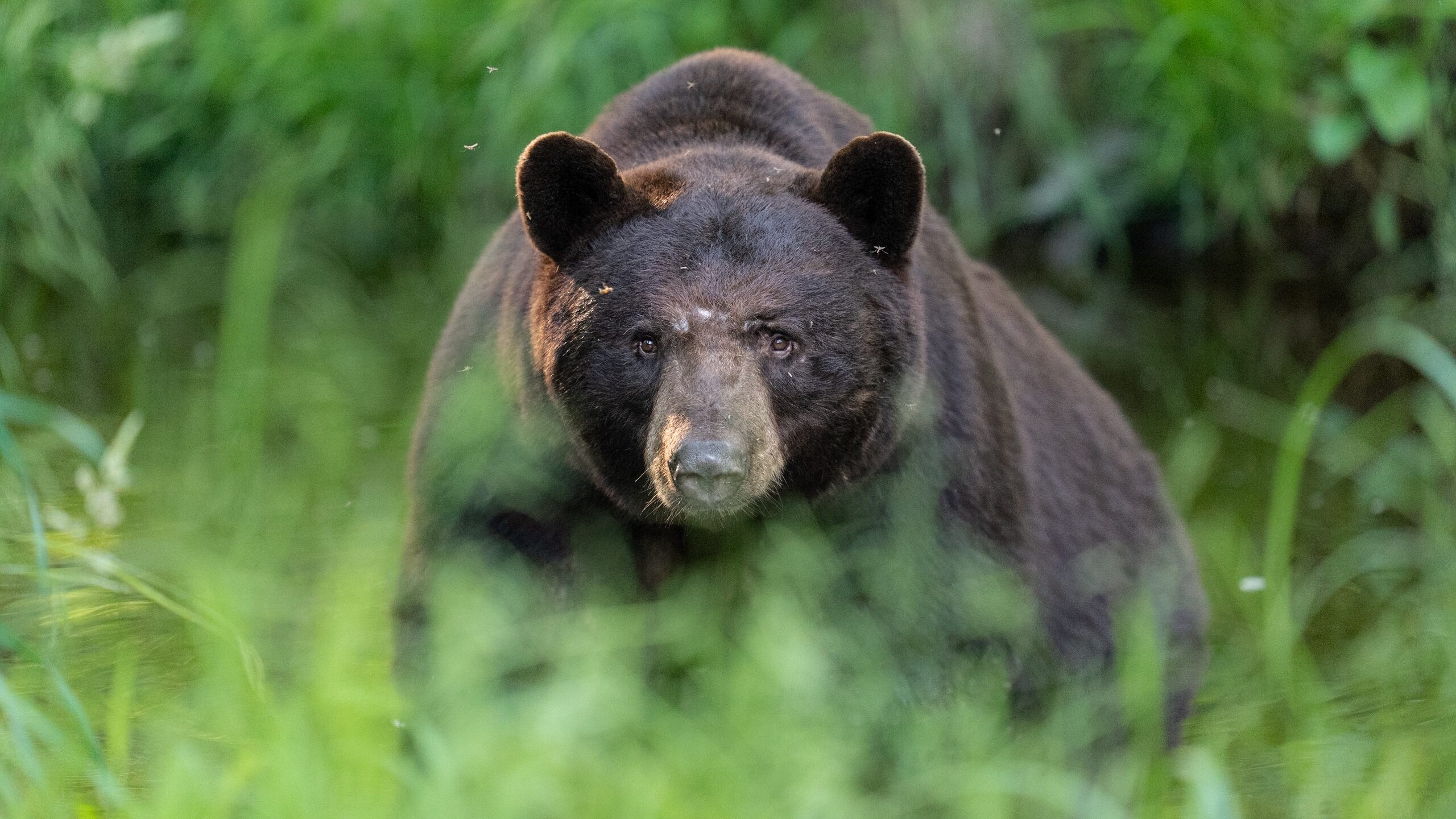 orso