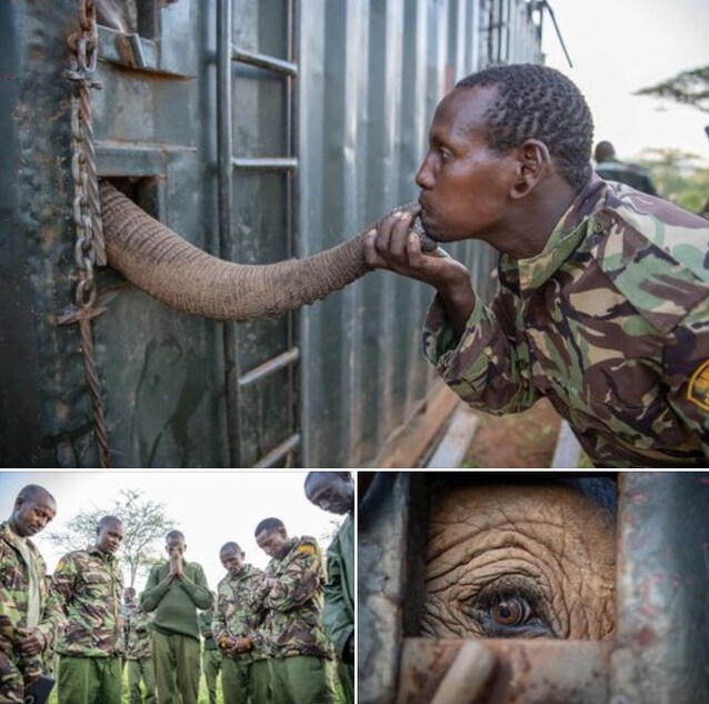kenya-elefanti-orfanotrofio-greenhope-notizie-ambiente-green
