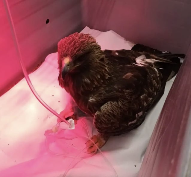 aquila-reale-morta-estinzione-avvelenamento-piombo-preda-caccia